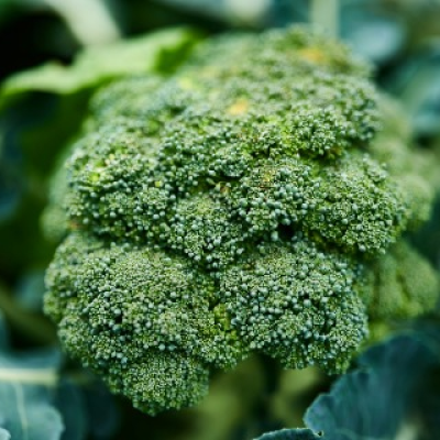 Brocoli