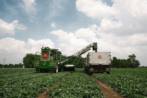 Raccogliamo i prodotti al loro apice nutrizionale 